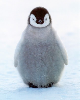 baby%20penguin.jpg