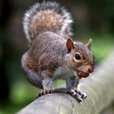 TreeSquirrel